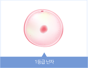 1등급 난자